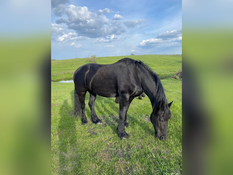 Fries paard Ruin 13 Jaar 163 cm Zwart in Mirror