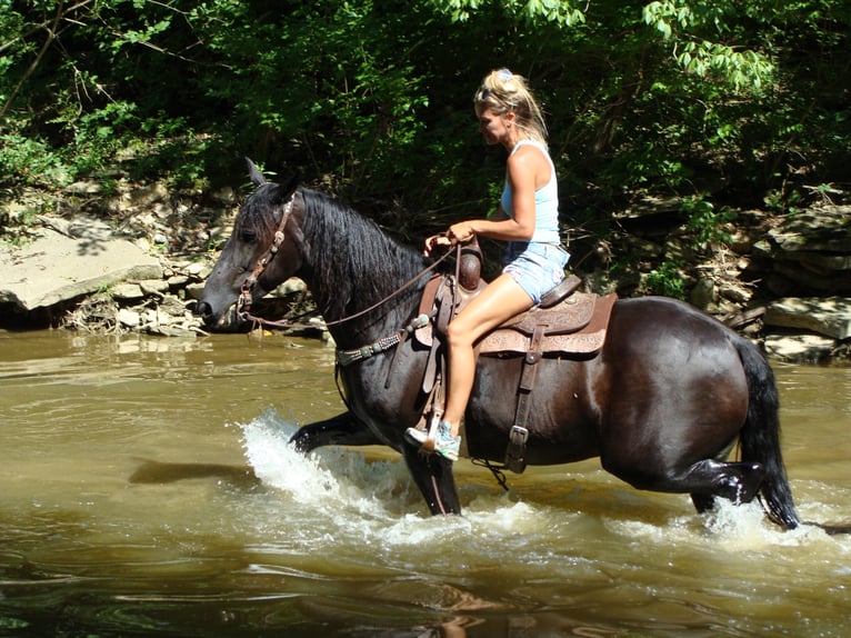 Fries paard Ruin 13 Jaar 163 cm Zwart in Hillsboro, OH