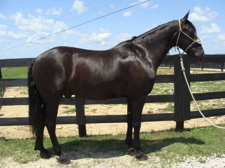 Fries paard Ruin 13 Jaar 163 cm Zwart in Hillsboro, OH