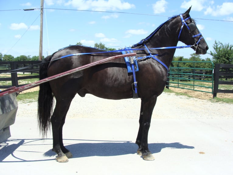 Fries paard Ruin 13 Jaar 163 cm Zwart in Hillsboro, OH