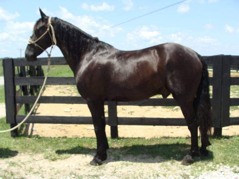 Fries paard Ruin 13 Jaar 163 cm Zwart in Hillsboro, OH