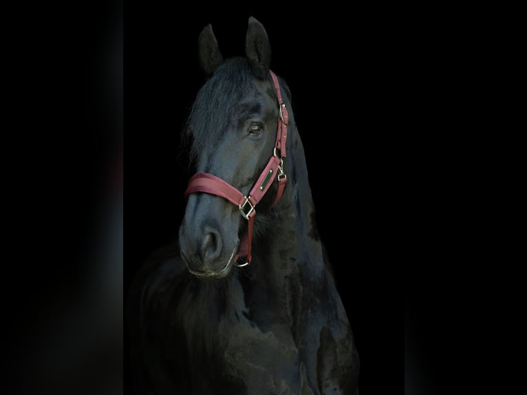 Fries paard Ruin 13 Jaar 165 cm Zwart in Oud-Beijerland