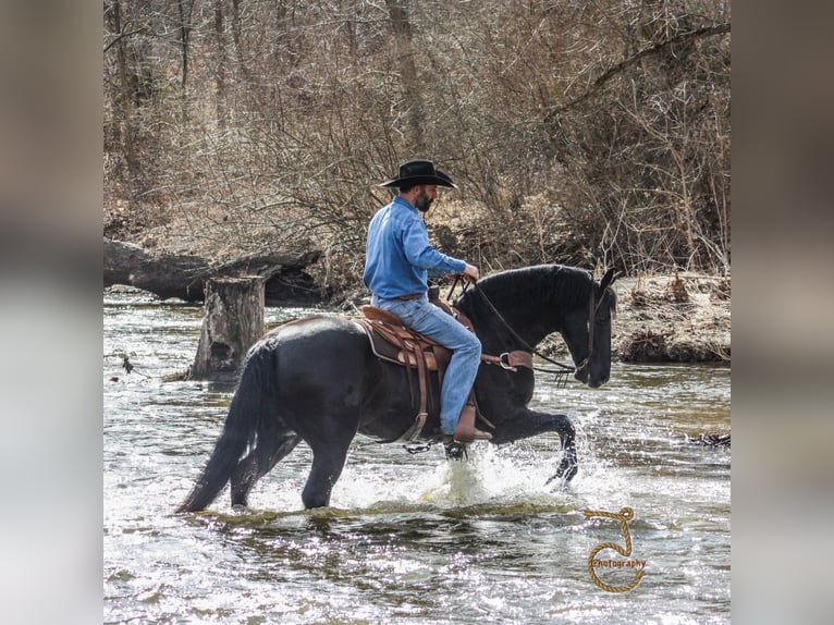 Fries paard Ruin 13 Jaar in wALKERTON in