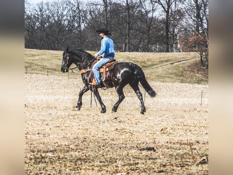 Fries paard Ruin 13 Jaar in wALKERTON in