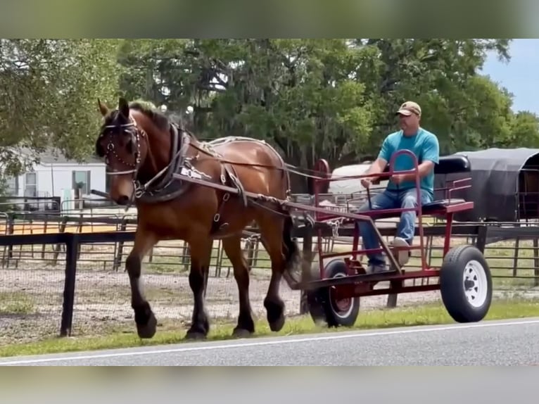 Fries paard Ruin 13 Jaar Donkerbruin in Borden IN