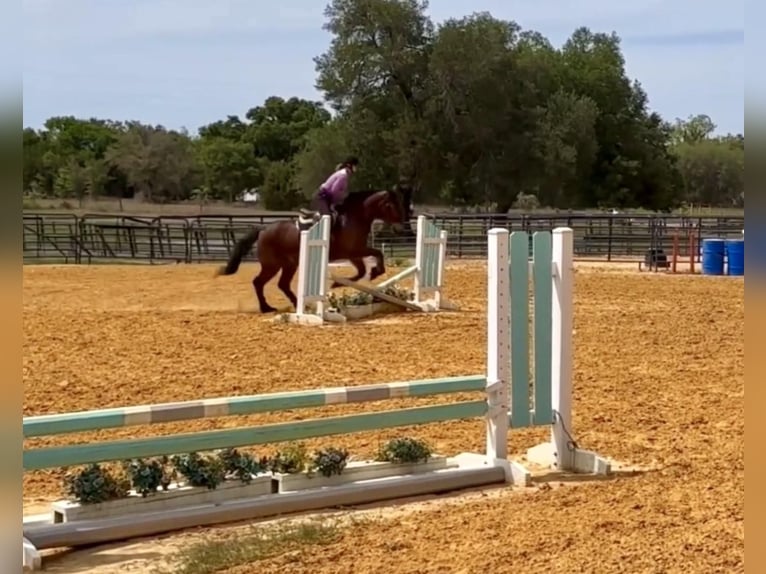 Fries paard Ruin 13 Jaar Donkerbruin in Borden IN