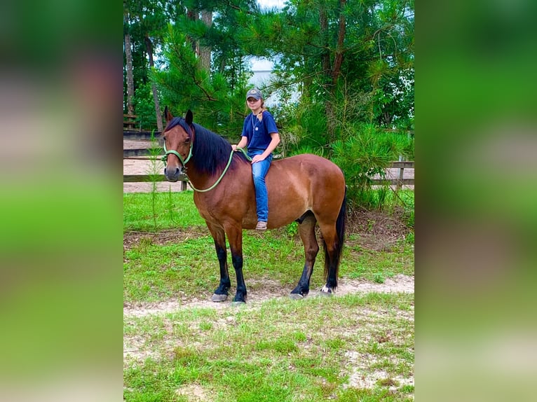 Fries paard Ruin 13 Jaar Roodbruin in Summerville SC