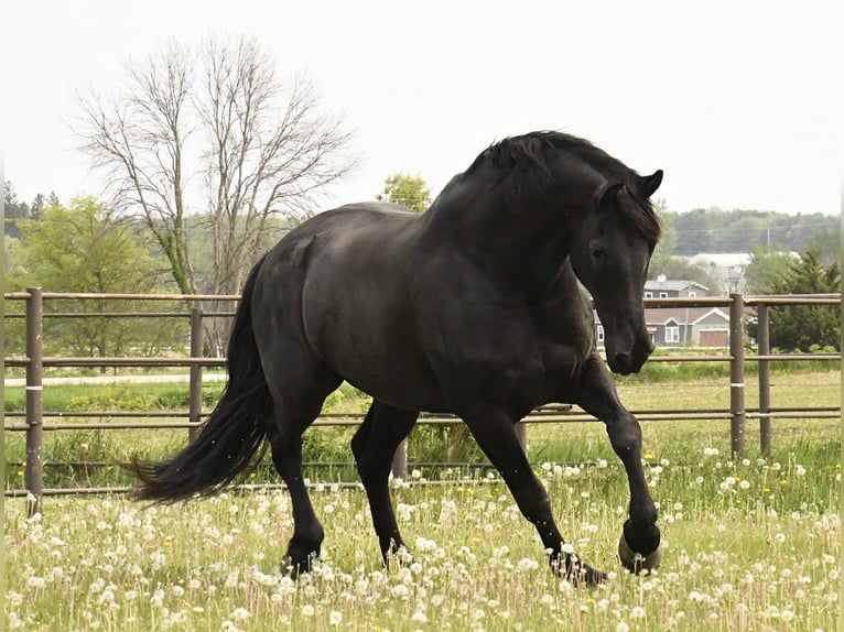 Fries paard Ruin 14 Jaar 160 cm Zwart in Oelwein IA