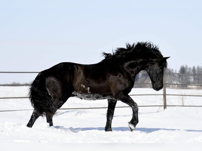 Fries paard Ruin 14 Jaar 160 cm Zwart in Oelwein IA