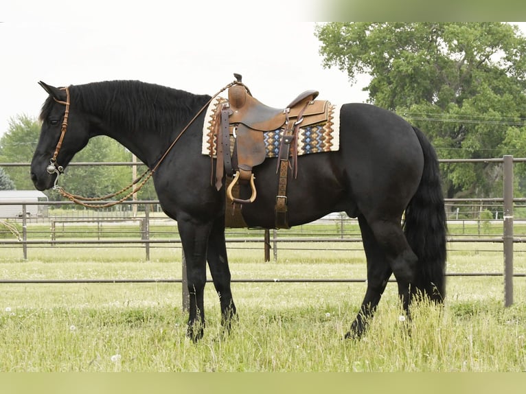 Fries paard Ruin 14 Jaar 160 cm Zwart in Oelwein IA