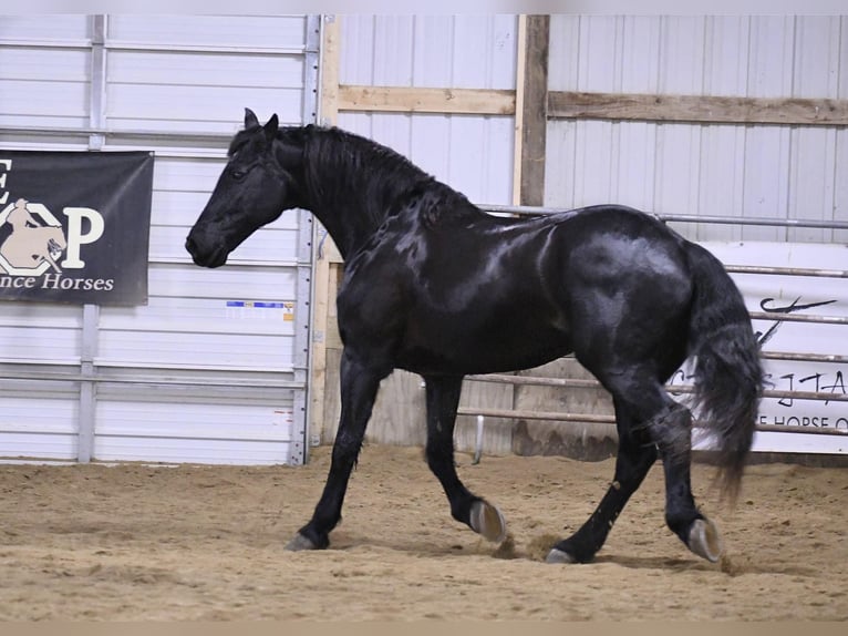 Fries paard Ruin 14 Jaar 160 cm Zwart in Oelwein IA