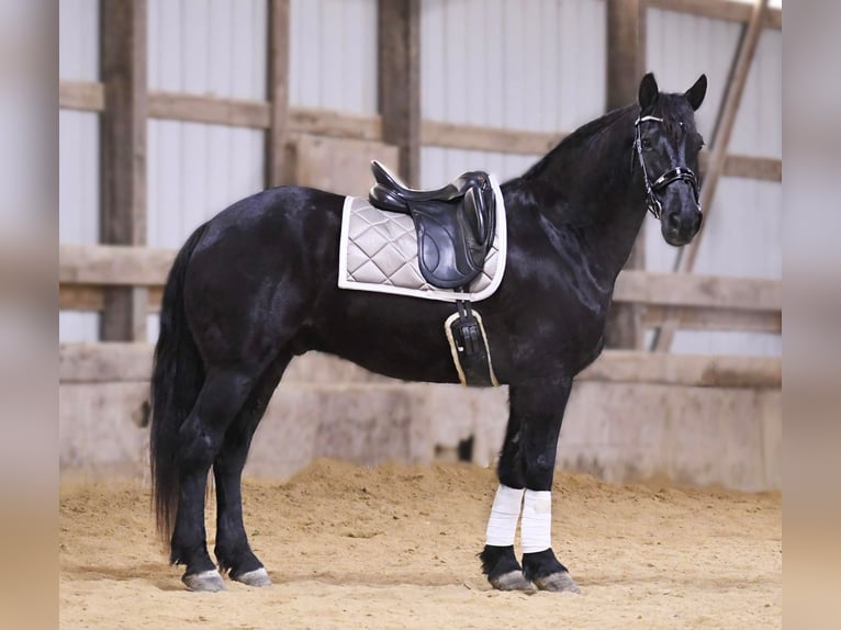 Fries paard Ruin 14 Jaar 160 cm Zwart in Oelwein IA