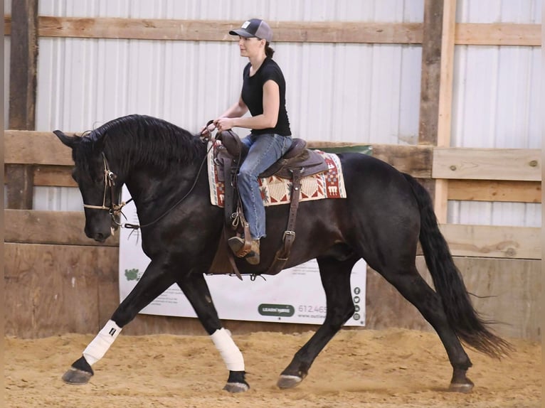 Fries paard Ruin 14 Jaar 160 cm Zwart in Oelwein IA