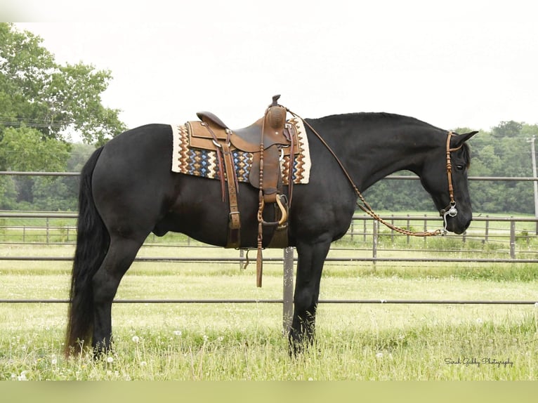 Fries paard Ruin 14 Jaar 160 cm Zwart in Oelwein IA