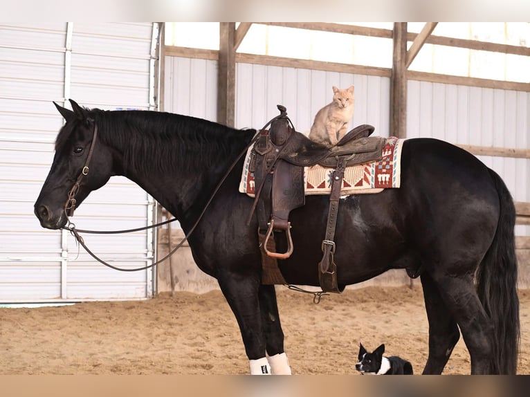 Fries paard Ruin 14 Jaar 160 cm Zwart in Oelwein IA