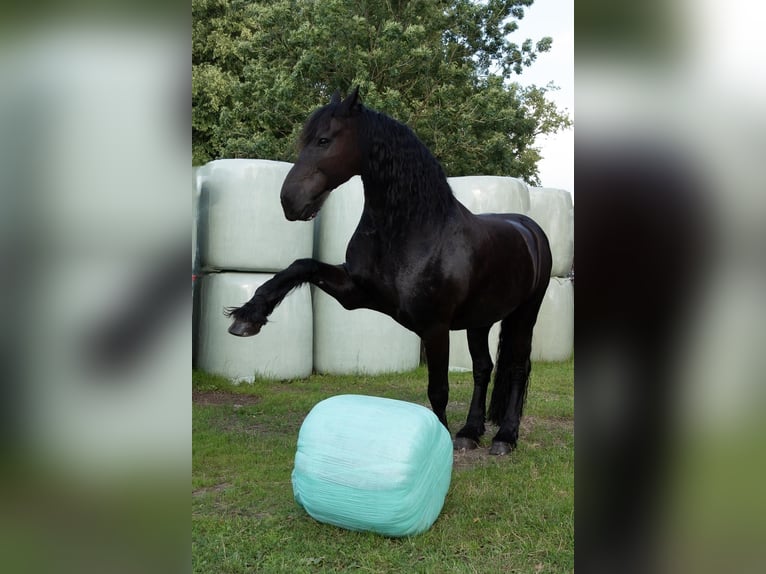 Fries paard Ruin 14 Jaar 162 cm Zwart in Kiel