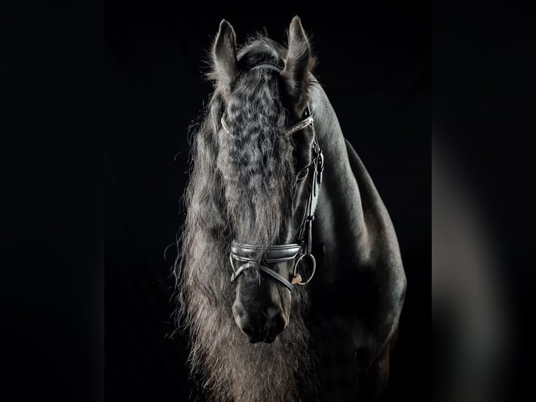 Fries paard Ruin 14 Jaar 162 cm Zwart in Erding