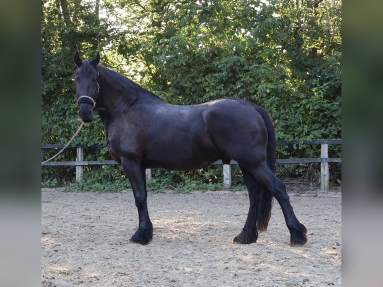 Fries paard Ruin 14 Jaar 162 cm Zwartbruin in Bönen
