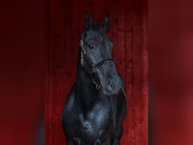 Fries paard Ruin 14 Jaar 163 cm Zwart in Nettersheim