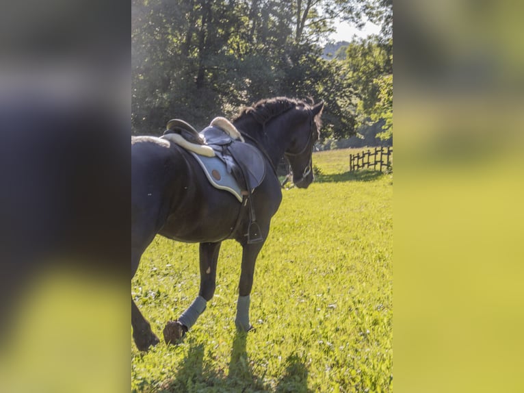 Fries paard Ruin 14 Jaar 163 cm Zwart in Nettersheim