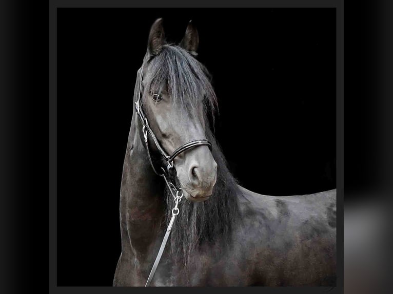 Fries paard Ruin 14 Jaar 164 cm Zwart in Rheda-Wiedenbrück