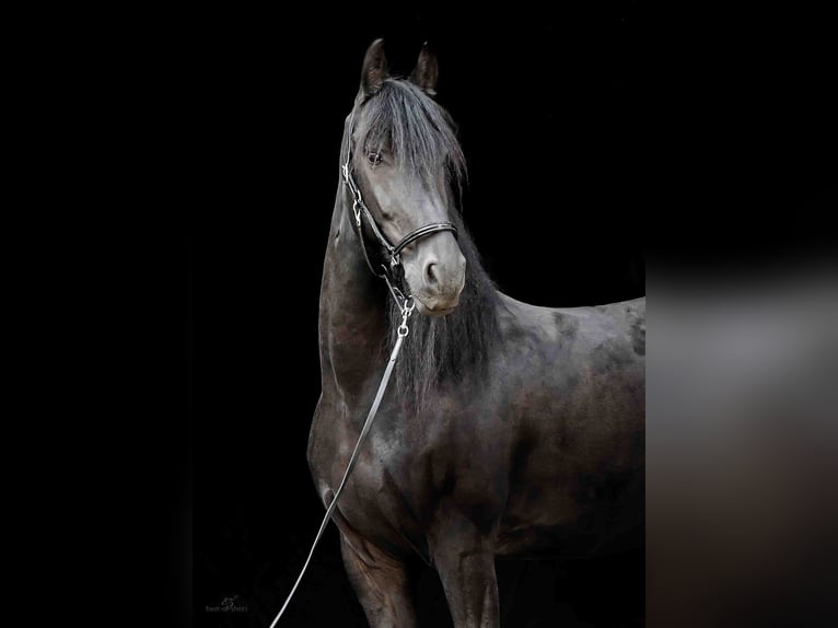 Fries paard Ruin 14 Jaar 164 cm Zwart in Rheda-Wiedenbrück