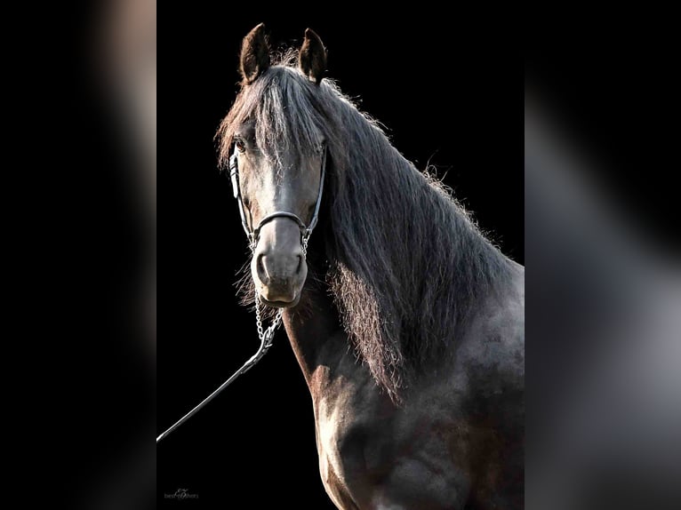 Fries paard Ruin 14 Jaar 164 cm Zwart in Rheda-Wiedenbrück