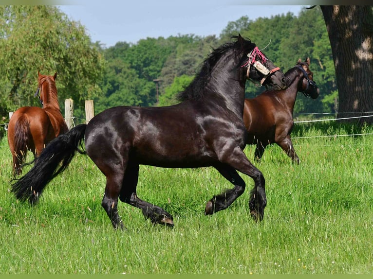 Fries paard Ruin 14 Jaar 164 cm Zwart in Rheda-Wiedenbrück