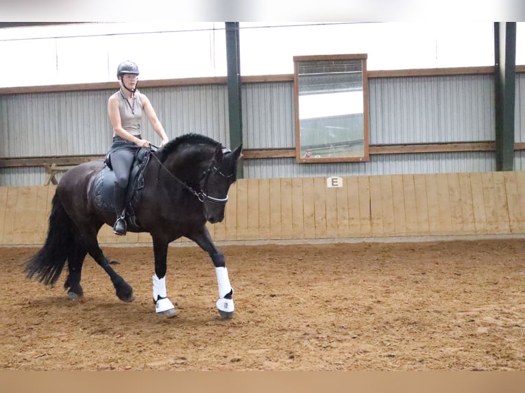 Fries paard Ruin 14 Jaar 167 cm Zwart in Gro&#xDF; Ippener