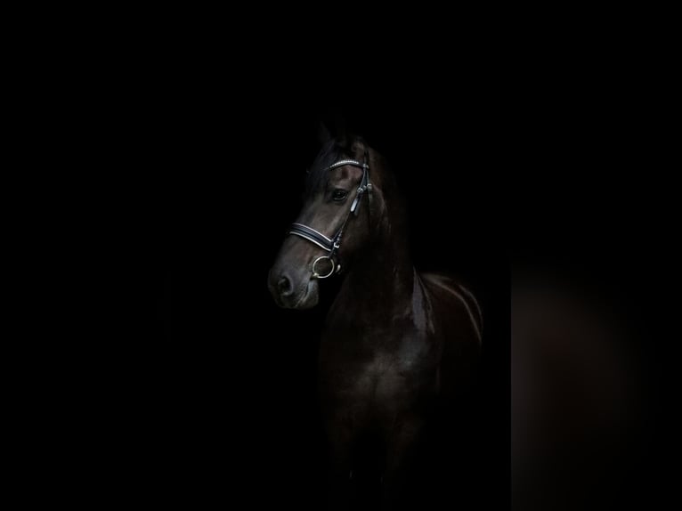 Fries paard Ruin 14 Jaar 167 cm Zwart in Gro&#xDF; Ippener