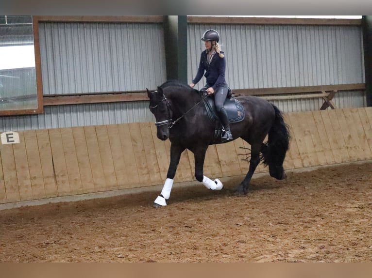 Fries paard Ruin 14 Jaar 167 cm Zwart in Gro&#xDF; Ippener