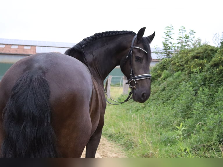 Fries paard Ruin 14 Jaar 167 cm Zwart in Gro&#xDF; Ippener
