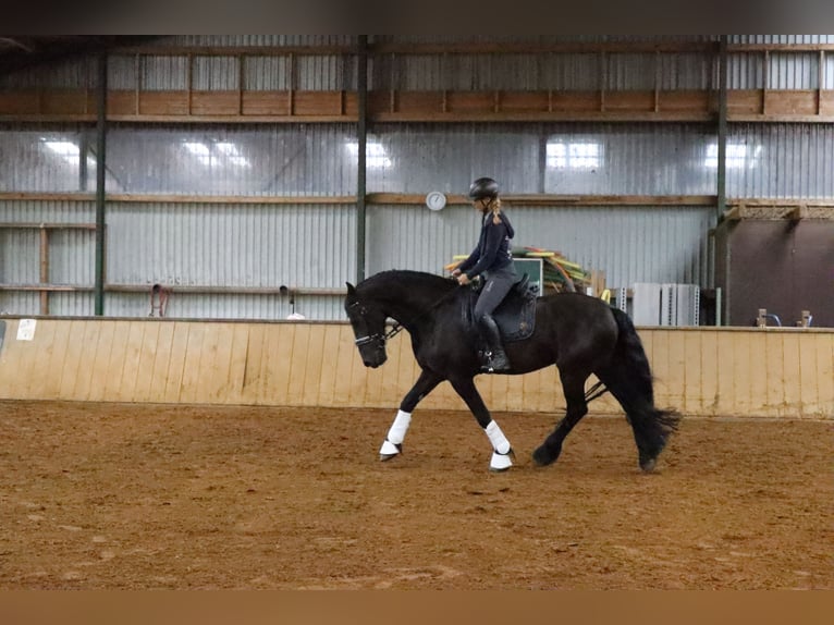 Fries paard Ruin 14 Jaar 167 cm Zwart in Gro&#xDF; Ippener