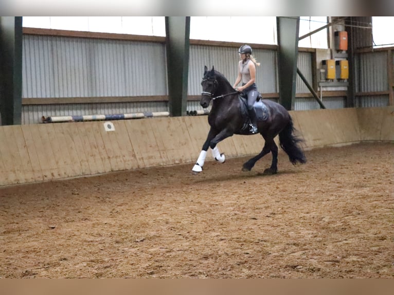 Fries paard Ruin 14 Jaar 167 cm Zwart in Gro&#xDF; Ippener