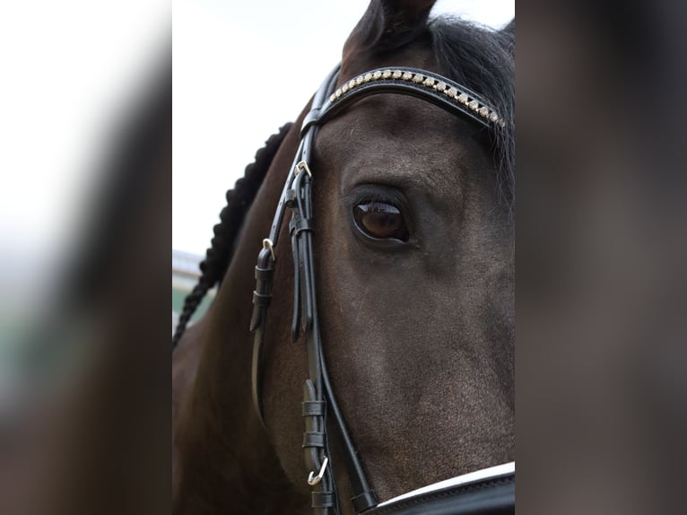 Fries paard Ruin 14 Jaar 167 cm Zwart in Gro&#xDF; Ippener