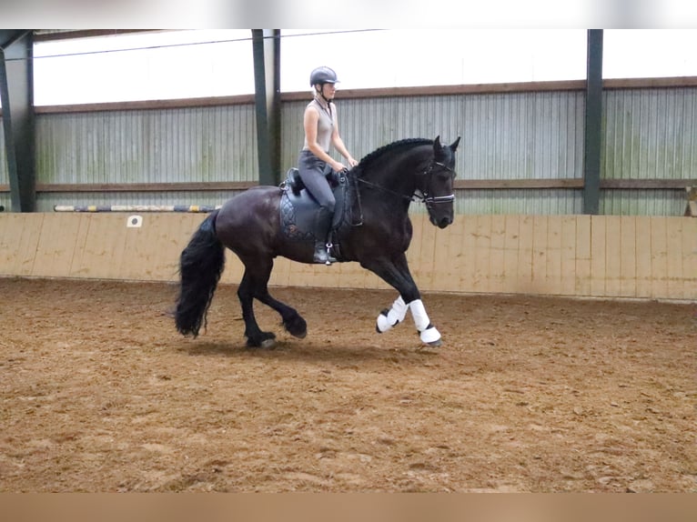 Fries paard Ruin 14 Jaar 167 cm Zwart in Gro&#xDF; Ippener