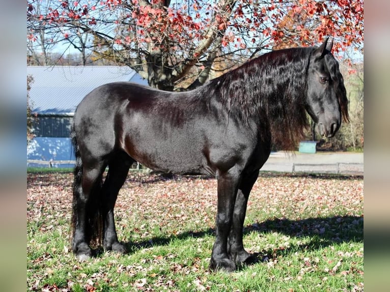 Fries paard Ruin 14 Jaar 168 cm Zwart in Allentown, NJ