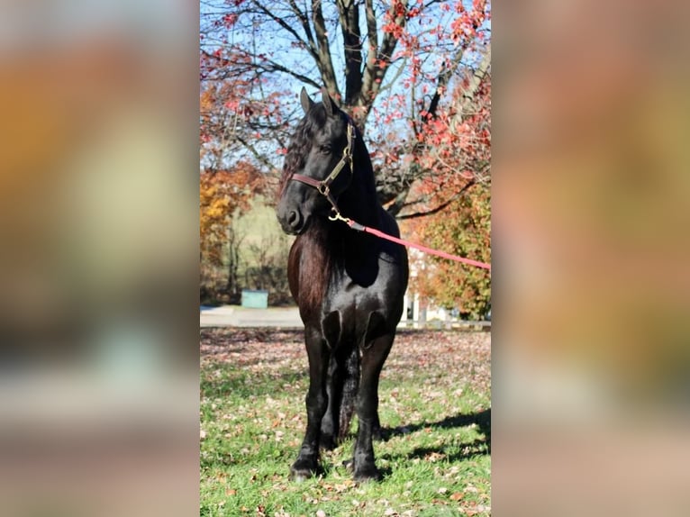 Fries paard Ruin 14 Jaar 168 cm Zwart in Allentown, NJ