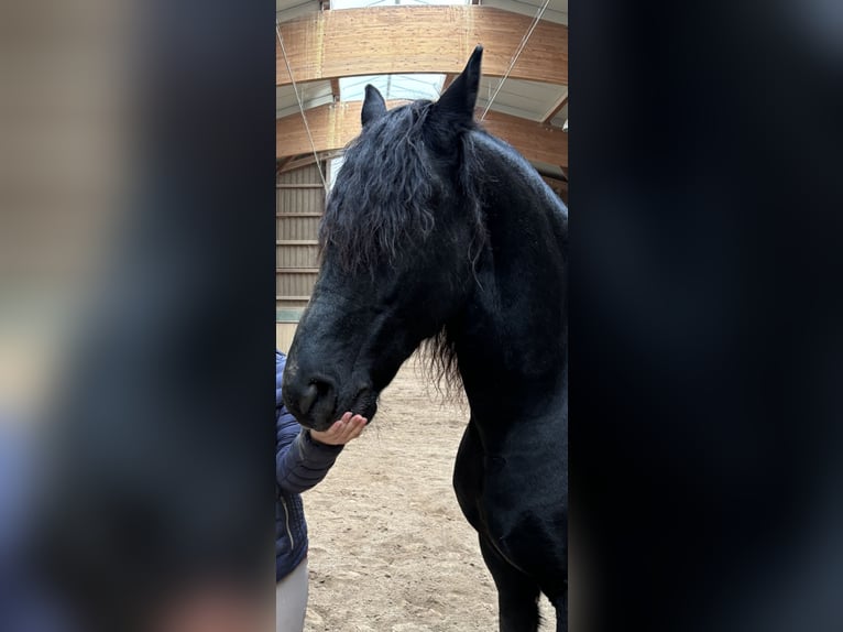 Fries paard Ruin 14 Jaar in Fischach