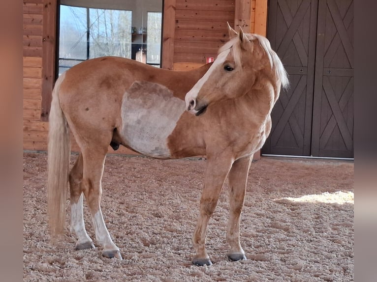 Fries paard Mix Ruin 14 Jaar  in Madona