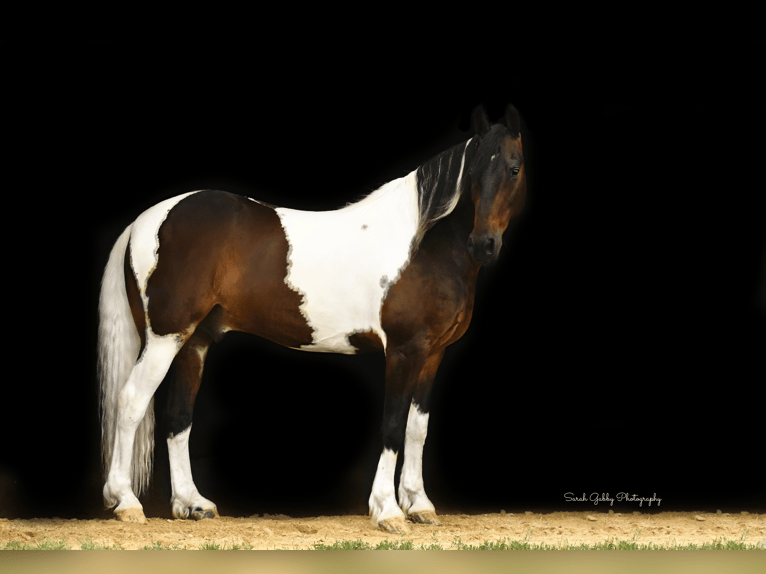 Fries paard Ruin 14 Jaar Tobiano-alle-kleuren in Oelwein IA