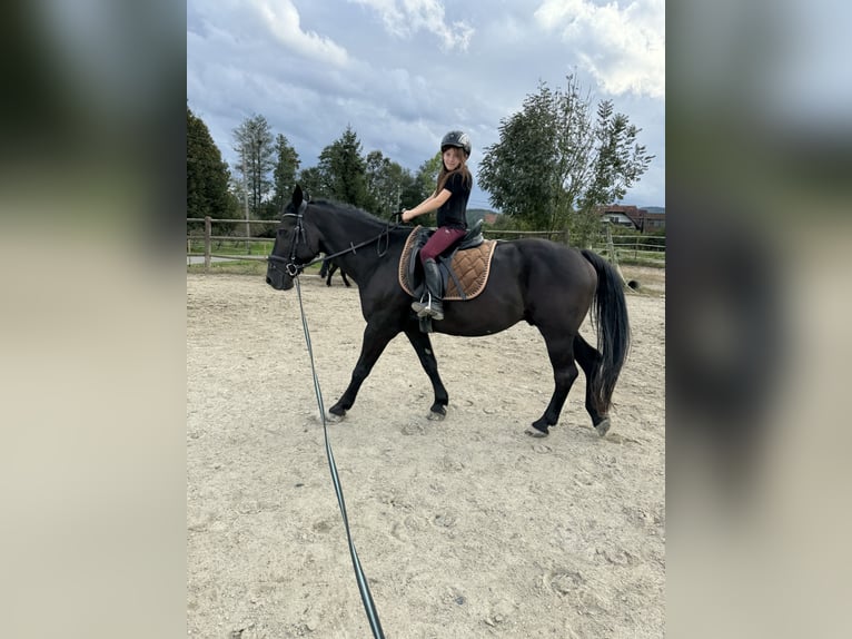 Fries paard Mix Ruin 15 Jaar 156 cm Zwart in Bad Schwanberg Fries paard Mix Ruin 15 Jaar 156 cm Zwart in Bad Schwanberg