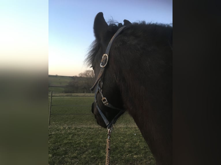 Fries paard Mix Ruin 15 Jaar 158 cm Zwart in Hemmingen