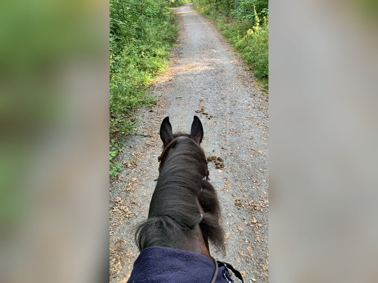 Fries paard Mix Ruin 15 Jaar 158 cm Zwart in Hemmingen