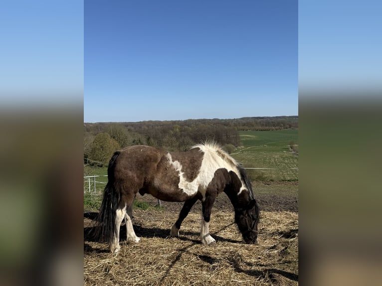 Fries paard Mix Ruin 15 Jaar 160 cm Gevlekt-paard in Siemz-Niendorf