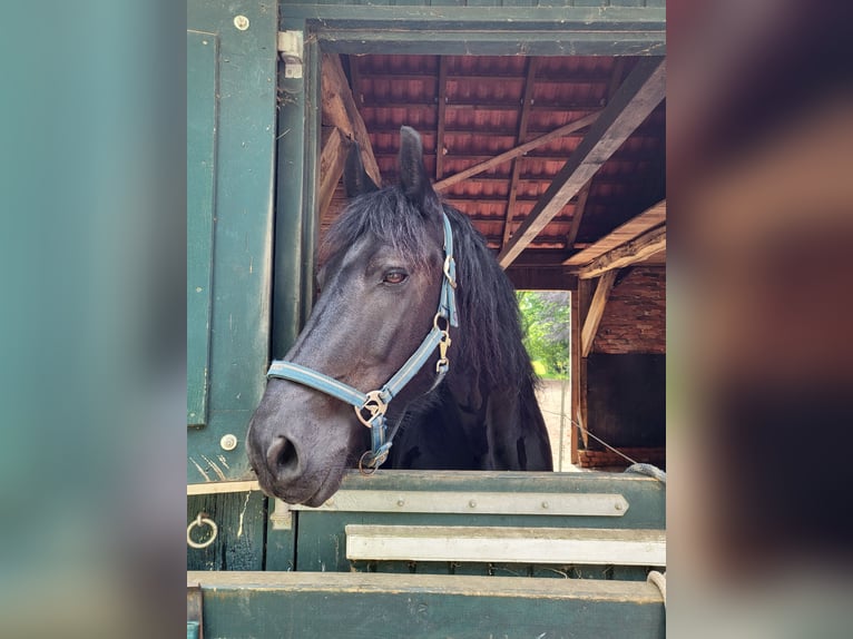 Fries paard Ruin 15 Jaar 162 cm Zwart in Barßel