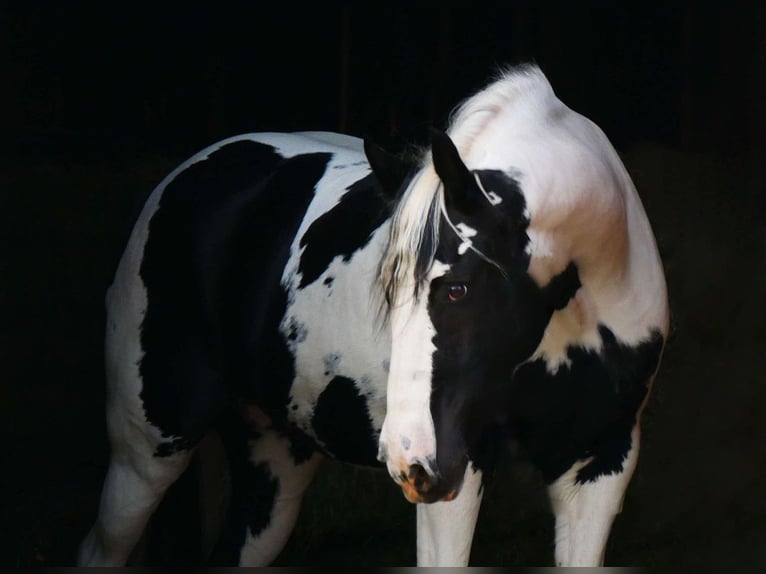 Fries paard Mix Ruin 15 Jaar 163 cm in Lancaster, PA