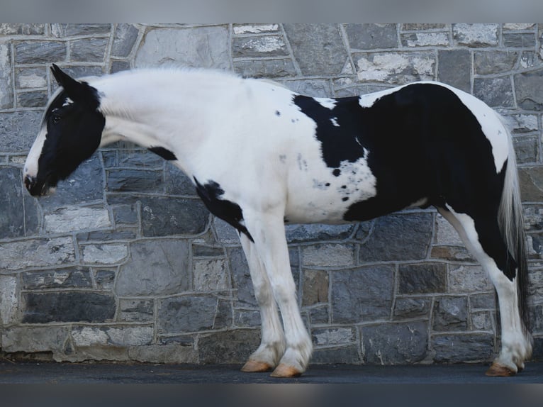 Fries paard Mix Ruin 15 Jaar 163 cm in Lancaster, PA