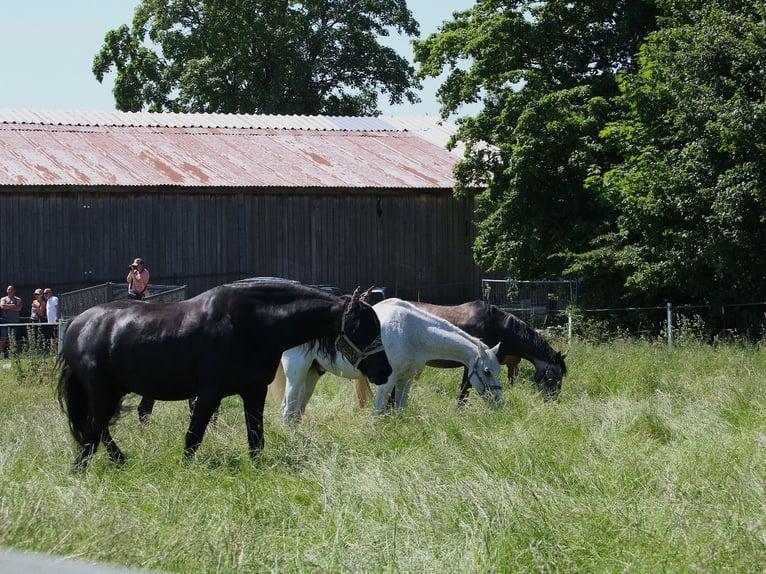 Fries paard Ruin 15 Jaar 168 cm Zwart in Maintal