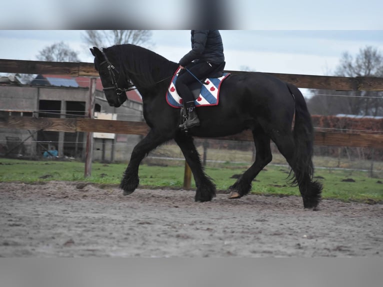 Fries paard Ruin 15 Jaar Zwart in Achtmaal